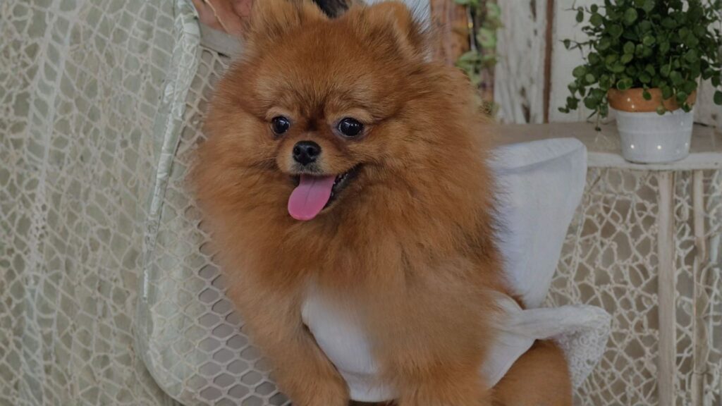 Perrito Pomerania recibido como huésped en Posada Galápagos, Los Roques